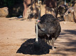 avestruces africanas descansando