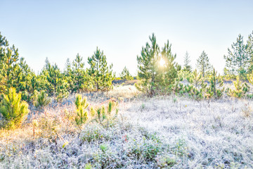 Wall Mural - Frost winter landscape with pine trees and morning sun sunlight sunburst glade through branches in Dolly Sods, West Virginia and ice covered plants
