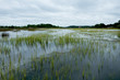 south carolina low country marsh flooded during gray cloudy day