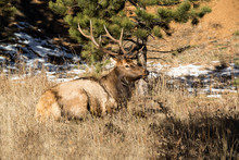 Bull Elk Laying Beneath A Pine Tree In Colorado Rocky Mountains