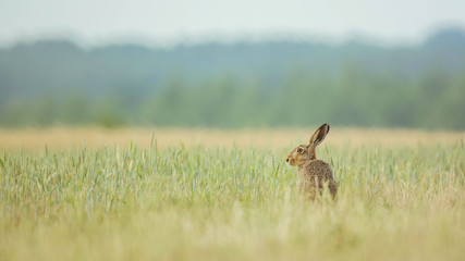 Wall Mural - hare zen