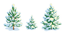 Little Snow-covered Pine Tree And Two Fir Trees. Vector Dwawing