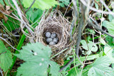 Fototapeta  - Acrocephalus dumetorum. The nest of the Blyth's Reed Warbler in nature.