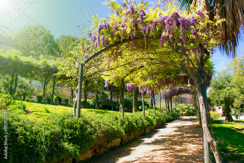 Park. Beautiful garden with acacia flowers. Mediterranean spring.