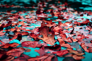 Wall Mural - Fall leaves show texture and pattern closeup while the fallen leaves are floating on turquoise blue water.  Bright colorful fall image for abstract season background.