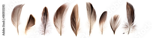 set of beautiful fragile pheasant bird feathers isolated on white background Tableau sur Toile