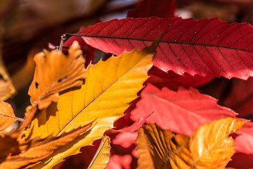 Poster - texture of autumn multicolored leaves