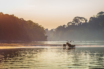 Wall Mural - Manu National Park, Peru - August 06, 2017: Family of Capybara at the shores of the Amazon rainforest in Manu National Park, Peru