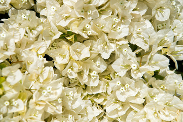 Flower or white blossom on sunny day on floral background