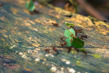 Wall Mural - Manu National Park, Peru - August 09, 2017: Jungle Ants in the Amazon rainforest of Manu National Park, Peru