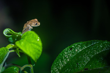 Wall Mural - Manu National Park, Peru - August 10, 2017: Small orange frog in the Amazon rainforest of Manu National Park, Peru