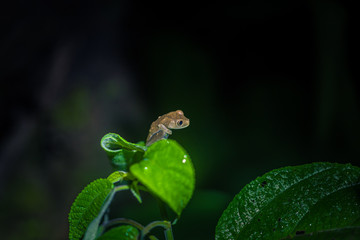 Wall Mural - Manu National Park, Peru - August 10, 2017: Small orange frog in the Amazon rainforest of Manu National Park, Peru