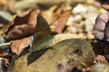 Wall Mural - Beautiful butterfly in the garden of Thailand, macro, close up