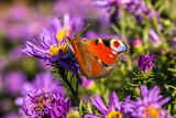 Fototapeta Londyn - Schmetterling auf violetten Blumen