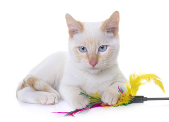 Wall Mural - white kitten in studio