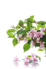 Poster - Beautiful flowers Weigela