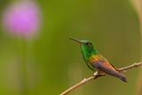 Fototapeta Sawanna - Shining green hummingbird with coppery colored wings Copper-rumped Hummingbird, Amazilia tobaci, perched on twig against colorful distant green  background with violet flower. Trinidad and Tobago.