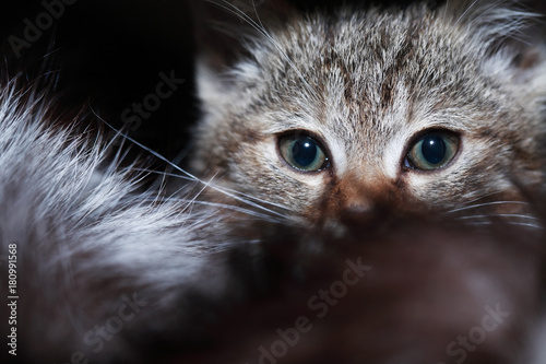 Zdjęcie XXL Kitty Portrait Closeup