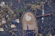Wet boot with birch leaf in the forest mud
