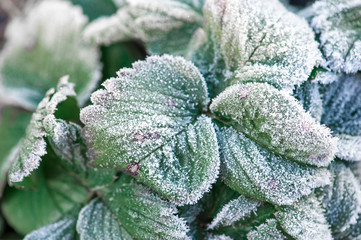 little snowflakes on the leaves