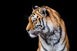 Tiger im Profil vor schwarzem Hintergrund