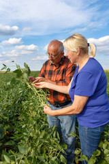Wall Mural - Senior couple working in soybean field and examining crop.