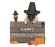 funny turkey and pug dog wearing pilgrim hat for Thanksgiving day and wooden sign with text happy thanksgiving, isolated on white background