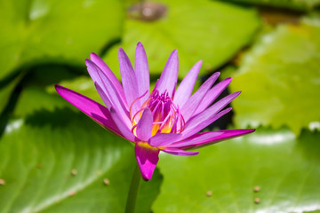 Wall Mural - Purple Lotus