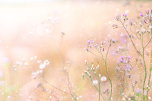 Grass Flower Field In Spring Background With Sunlight Soft Pink Tone And Glitter Light