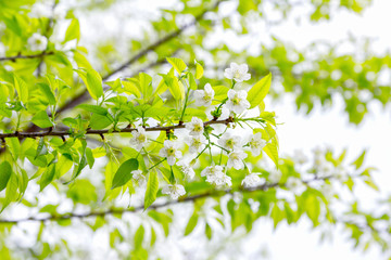 Wall Mural - White Cherry Blossom