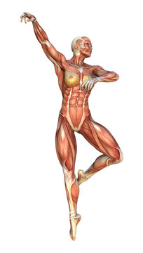 3D Rendering Muscle Maps
