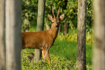 Wall Mural - deer in apple trees