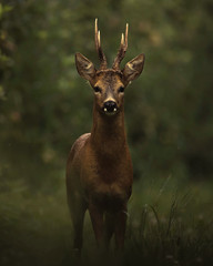 Wall Mural - dark deer in the woods