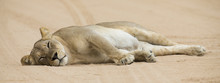 Close-up Of A Lioness Lying Down To Sleep On Soft Kalahari Sand