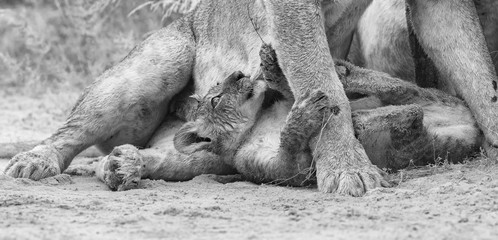 Wall Mural - Lioness licks her cub to dry it of the rain drops in artistic conversion