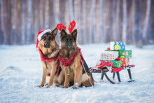 Two German Shepherd Dogs Dressed Like Christmas Reindeers, With Sleigh And Gifts