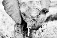Elephant Portrait In Black And White
