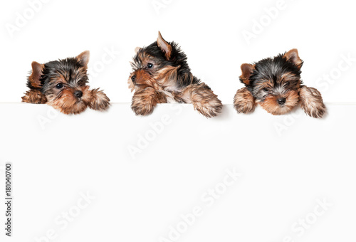 Fotografía Funny dogs with white banner