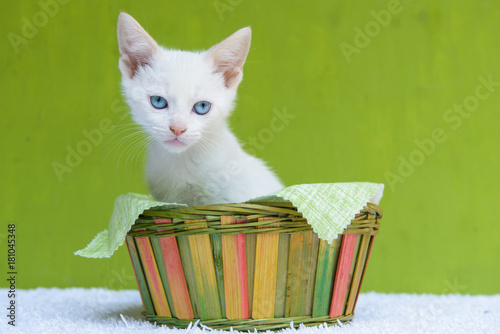 Zdjęcie XXL biały ładny kot w kosz na zielonym tle