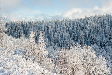 boreal winterworld - bc canada