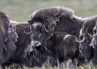 Muskox