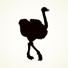 Wall Mural - Ostrich. Vector drawing