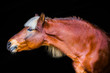 portraits of horses on a black background without ammunition