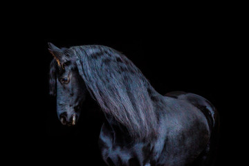 portraits of horses on a black background without ammunition