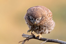 Close-up Portrait Of A Slumbering Juvenile  Little Owl  On A Blurry Beige Background