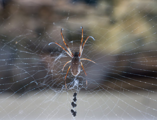 The  spider on a spiderweb, macro