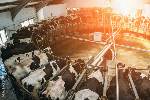 Cuadros en Lienzo Livestock husbandry and Production of dairy products concept, Milking cows