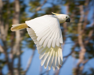 Wall Mural - Sulfur Crested Cockatoo in Flight