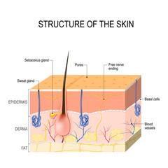 Wall Mural - Skin layers with sebaceous gland and sweat glands