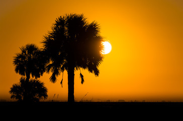 Wall Mural - sunrise palm tree